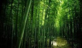 枫叶之路爆料视频最新版,揭秘神秘旅程背后的精彩故事